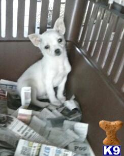 Puppies in NJ